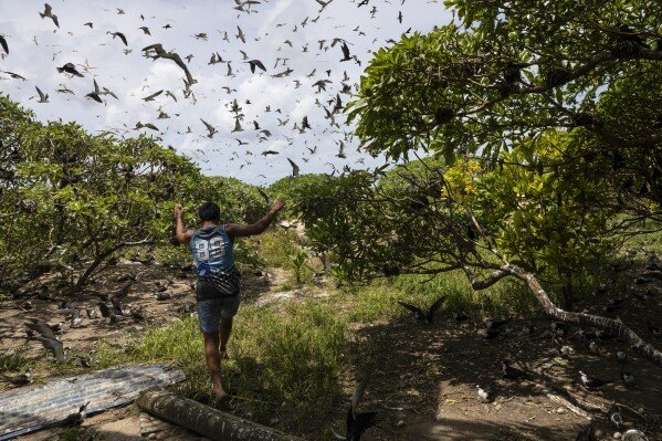 McCain Maximo runs back into the trees filled with bridled tern nests on the northern end of the sand bar on Helen Island, Palau, on July 17, 2024. (AP Photo/Yannick Peterhans)